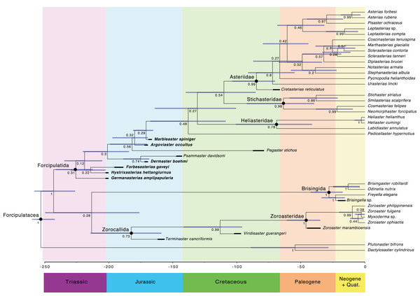 Maximum clade credibility tree of the Forcipulatacea including 13 extinct taxa.