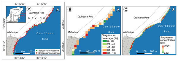 Sargassum beach map evolution, study area located in Mahahual, Quintana Roo, México.