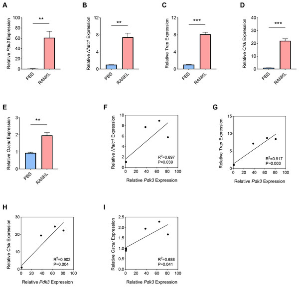 Involvement of Pdk3 in RANKL-induced osteoclastogenesis in vitro.