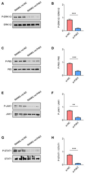 Pdk3 knockdown led to the inactivation of relevant signaling pathways in RANKL-induced osteoclastogenesis in vitro.