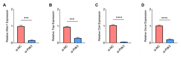 Effects of Pdk3 silencing on RANKL-induced osteoclastogenesis in vitro.