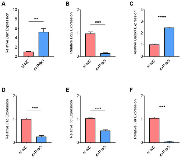 Effects of Pdk3 silencing on RANKL-induced inflammation and apoptosis in vitro.