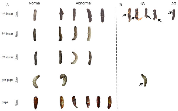 Effect of trehalase (TRE) inhibitors on the phenotype of S.  frugiperda larvae.