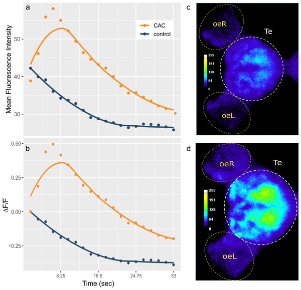 Telencephalon mean fluorescence intensity (A) and ΔF/F (B) over time during control (blue) or Conspecifics Alarm Cue (CAC, red) exposure and brain activity during control (C) or CAC (D) exposure.