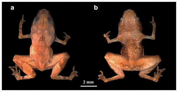 Brachycephalus dacnis holotype (ZUEC-AMP 24982) adult male, SVL = 7.55 mm.