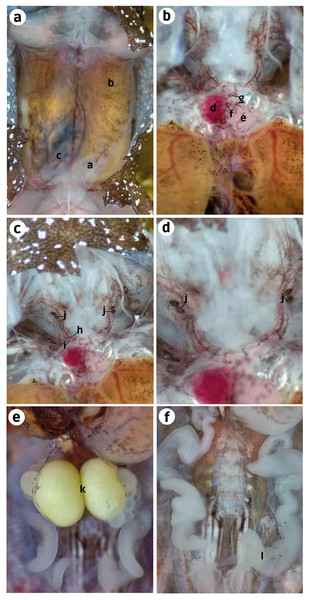 Ventral dissection of Brachycephalus dacnis (ZUEC-AMP 25273) with the highlighted structures.