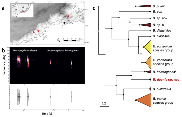 Geographic distribution, advertisement calls and phylogeny.