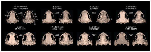 Selected skulls of other Brachycephalus species.