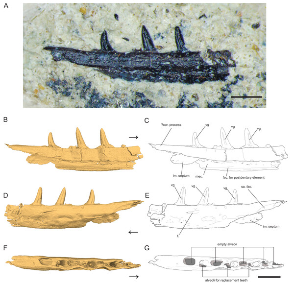 Left Dentary (partial) of Microzemiotes sonselaensis holotype DMNH PAL 2018-05-0017.