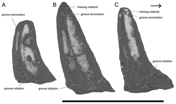 SEM photographs of Microzemiotes sonselaensis holotype, DMNH PAL 2018-05-0017, grooved teeth (lingual view).