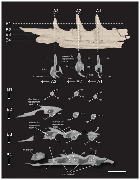 3D surface rendering of the dentary of Microzemiotes sonselaensis holotype DMNH PAL 2018-05-0017 in lingual view and CT cross sections.