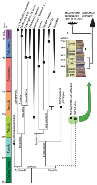 Phylogenetic tree of venom producing taxa and stratigraphic context.