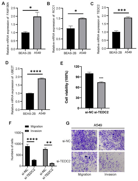 Diagnostic markers were overexpressed in LUAD cells and promoted metastasis.