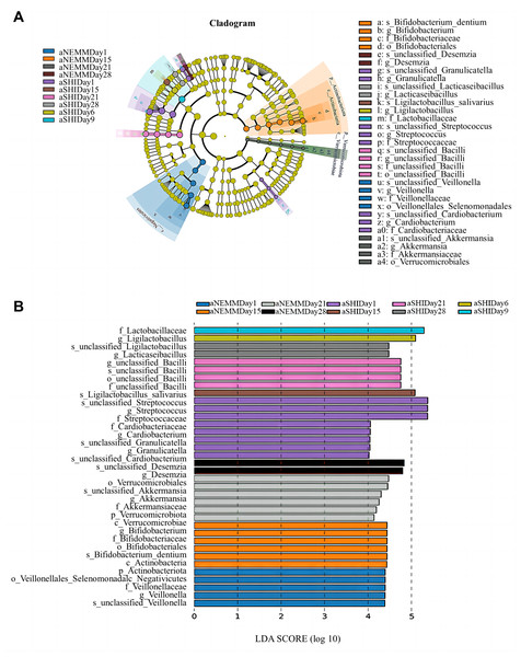 Cladogram and LDA score for taxonomic representation of significant differences among groups under anaerobic condition.