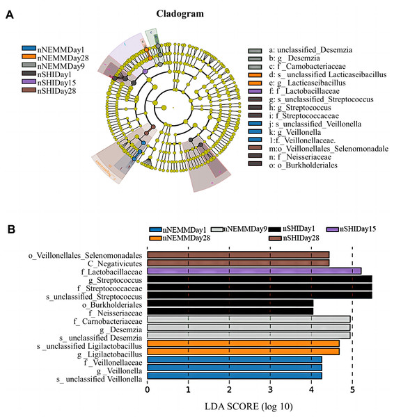 Cladogram and LDA score for taxonomic representation of significant differences among groups under normoxia condition.