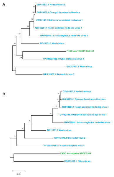 Magsaviricetes genome fragments recovered from H. floridana in individual (A) and global (B) assemblies.