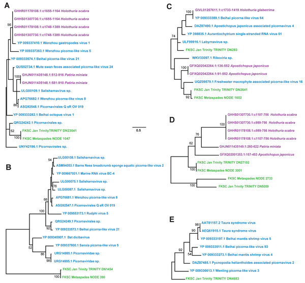 Pisoniviricetes genome fragments recovered from Holothuria floridana.