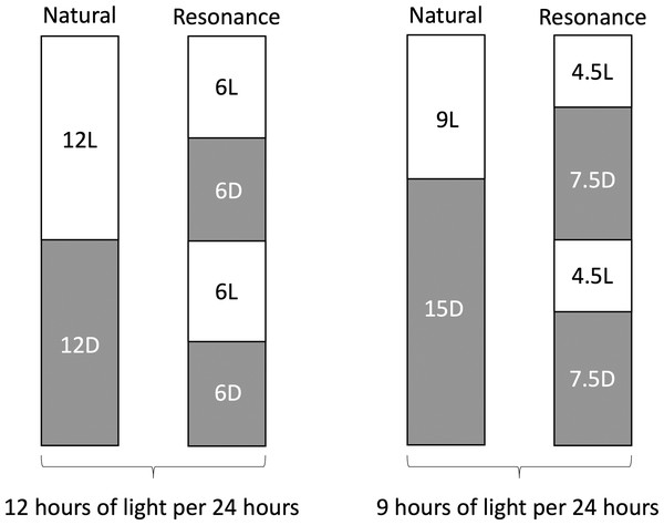 Schematic representation of resonance experiment treatment groups.