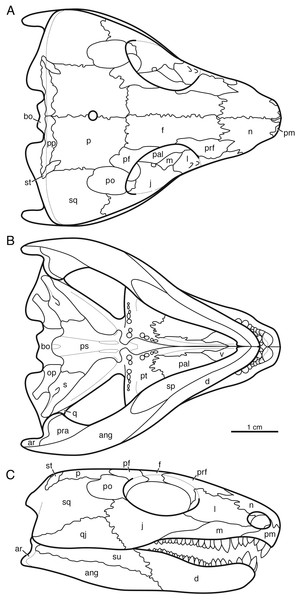 Reconstruction of the skull of Indosauriscus kuttyi gen. et sp. nov.