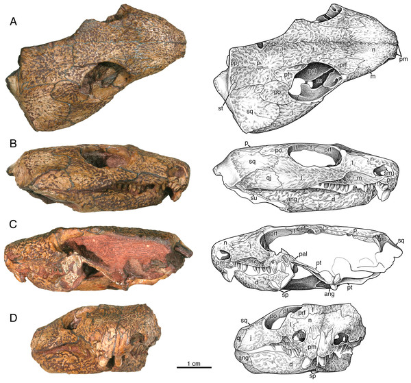 Indosauriscus kuttyi. gen. et sp. nov., ISIR 233, holotype.