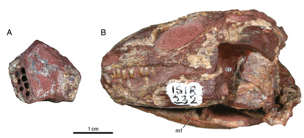 Indosauriscus kuttyi gen. et sp. nov., ISIR 232 and 234, referred specimens.