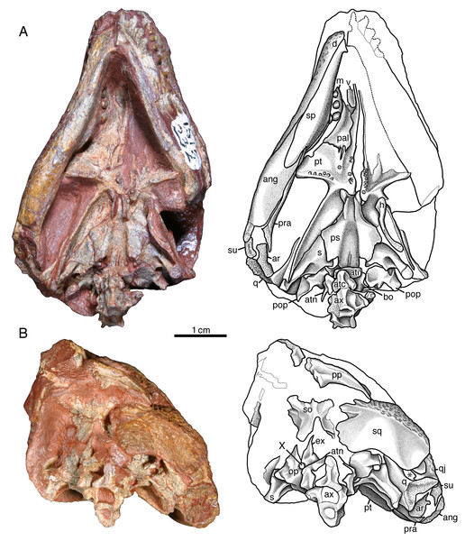 Indosauriscus kuttyi gen. et sp. nov., referred specimen.