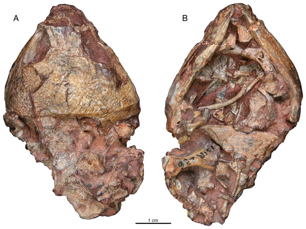 Indosauriscus kuttyi gen. et sp. nov., ISIR 236, referred specimen.