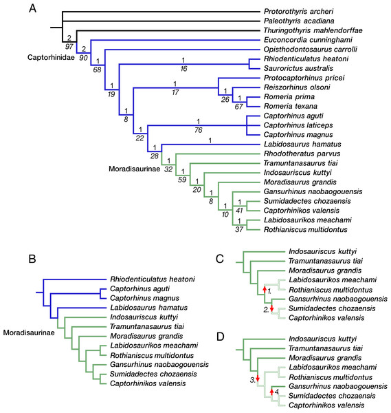 Moradisaurine captorhinid interrelationships.