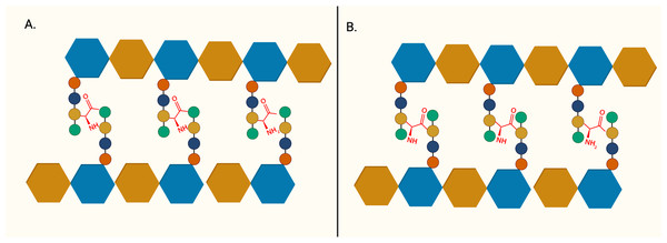 The structure of peptidoglycan crosslinking.