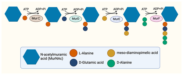 The cytoplasmic synthesis of Park’s nucleotide.