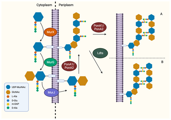 The membrane-associated stage and the extracellular stage of peptidoglycan synthesis.