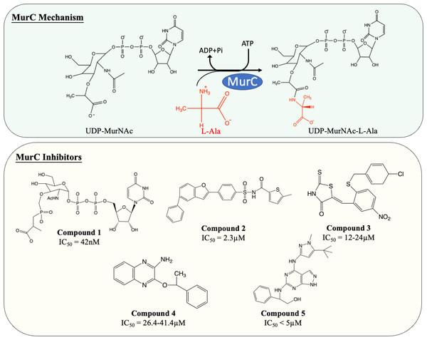 The catalytic mechanism of MurC with inhibitors and corresponding IC50 value.