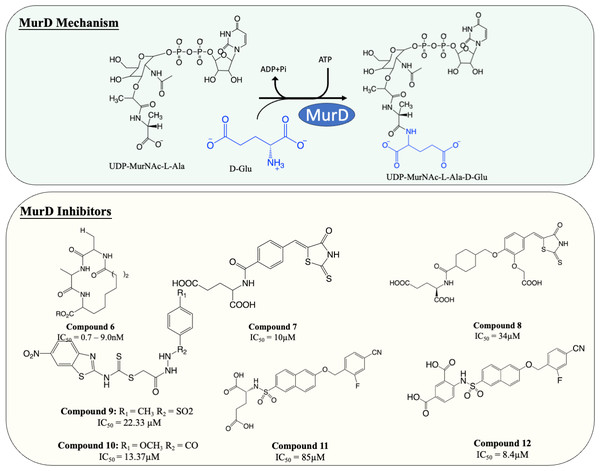 The catalytic mechanism of MurD with inhibitors and corresponding IC50 value.