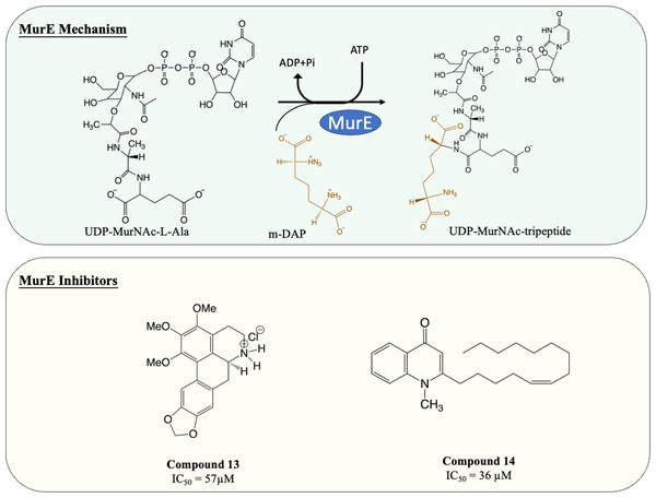 The catalytic mechanism of MurE with inhibitors and corresponding IC50 value.