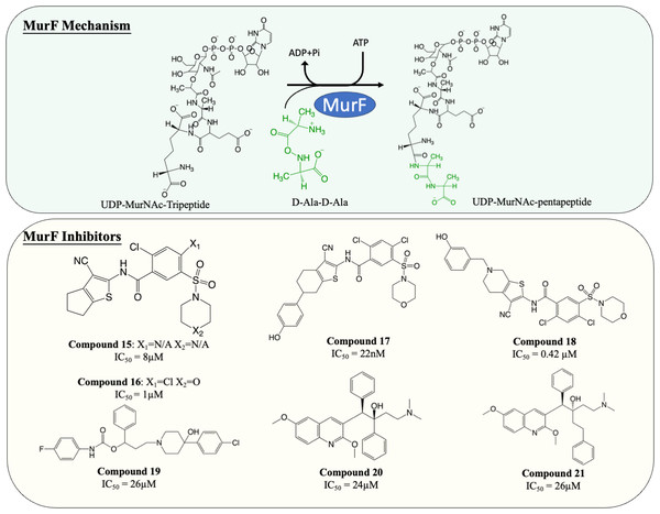 The catalytic mechanism of MurF with inhibitors and corresponding IC50 value.