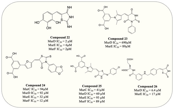 Multi-target inhibitors of Mur ligases.