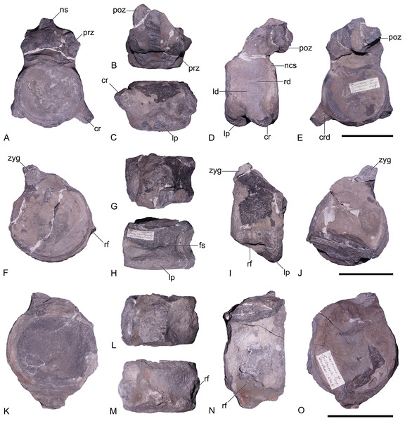 Pliosauridae indet., GZG.V.000092, cervical vertebrae; Rottdorf Formation (Uptonia jamesoni Zone, lowermost Pliensbachian) of former Spilker clay-pit, Werther, northwestern Germany.