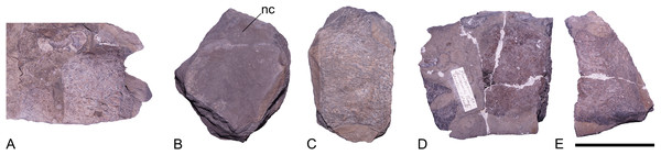 Pliosauridae indet., GZG.V.000092, indeterminate vertebrae; Rottdorf Formation (Uptonia jamesoni Zone, lowermost Pliensbachian) of former Spilker clay-pit, Werther, northwestern Germany.