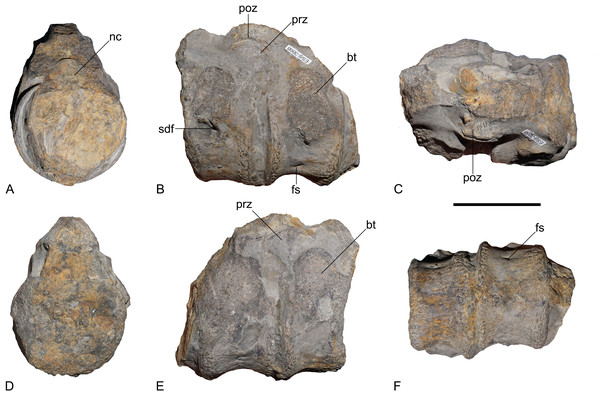 Plesiosauria indet., Namu ES/jL-3868, pectoral or anterior dorsal vertebrae; Capricornumergel Formation (Prodactylioceras davoei Zone, upper lower Pliensbachian) of Bielefeld-Sudbrack, northwestern Germany.