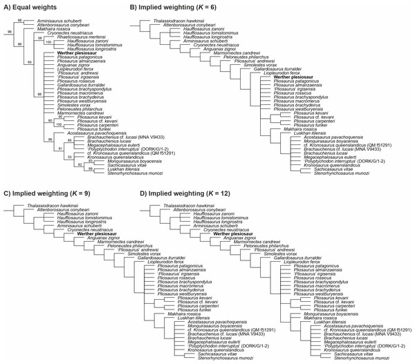 The phylogenetic placement of the Werther plesiosaur (GZG.V.000092) shown on the pliosaurid segment of Plesiosauria.