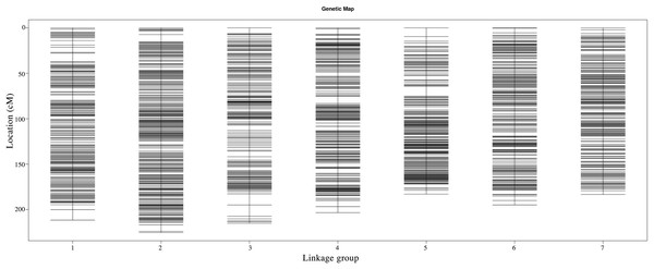 Genetic maps of Russia wildrye in seven linkage groups using specific-locus amplified fragment (SLAF) markers.