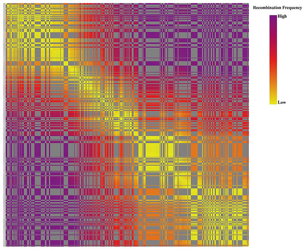 The linkage relationship between distant markers to reveal recombinations between markers and the surrounding markers.