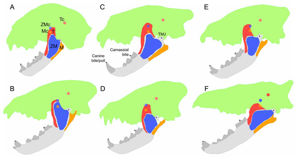 Examples of bite simulation models for each of the three feeding ecologies and the fossil taxon studied.