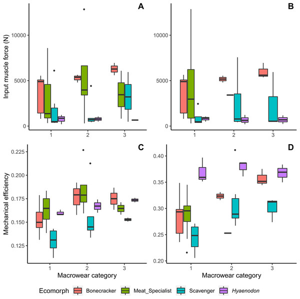 Boxplots of input muscle force and output mechanical efficiency values by macrowear category.