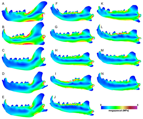 Heatmap visualization of von Mises stress from canine bite simulations.