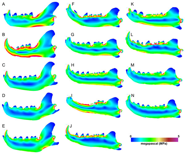 Heatmap visualization of von Mises stress from canine pull simulations.