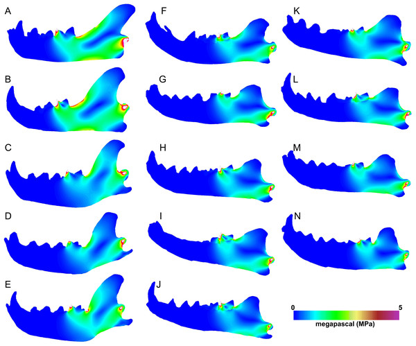 Heatmap visualization of von Mises stress from carnassial bite simulations.