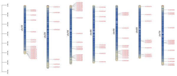 Localization of 92 HvMYB genes on seven chromosomes.