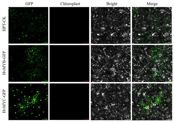 Subcellular locations of HvMYB and HvMYC.