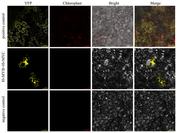 Validation of interaction between HvMYB and HvMYC were analyzed via BiFC.